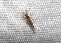 Chaoborus punctipennis