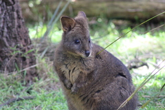 Thylogale billardierii