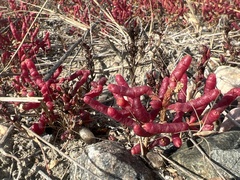 Salicornia rubra