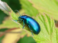Chrysolinina