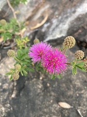 Mimosa burkartii