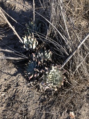 Dudleya greenei
