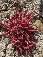 Salicornia rubra