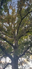 Quercus imbricaria