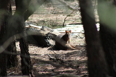 Thylogale billardierii