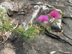 Mimosa burkartii