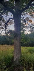 Quercus imbricaria