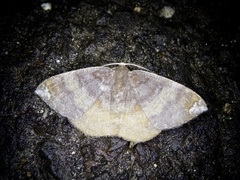 Astygisa chlororphnodes