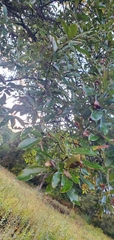 Quercus imbricaria