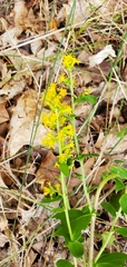 Solidago hispida
