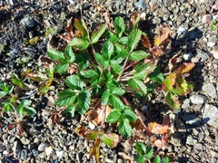 Potentilla fragarioides