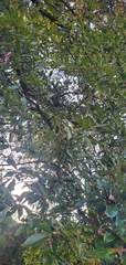 Quercus imbricaria