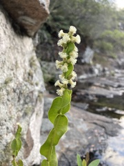 Baccharis jocheniana