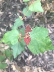 Lasiopetalum floribundum