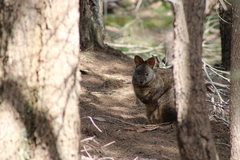 Thylogale billardierii