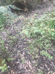 Lasiopetalum floribundum