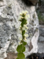 Baccharis jocheniana