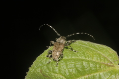 Acanthoderini