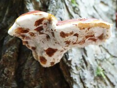 Ganoderma tsugae