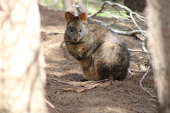 Thylogale billardierii