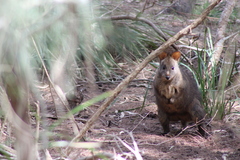 Thylogale billardierii