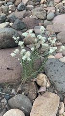 Pseudognaphalium leucocephalum