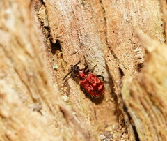 Lemodes coccinea