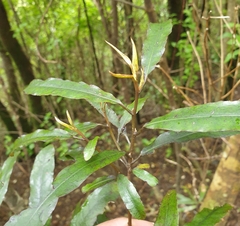 Elaeocarpus dentatus