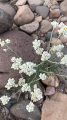 Pseudognaphalium leucocephalum