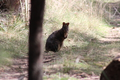 Thylogale billardierii