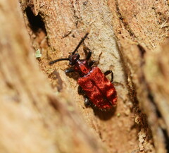 Lemodes coccinea