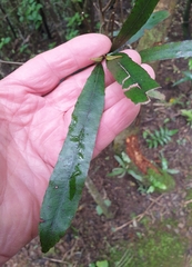 Elaeocarpus dentatus