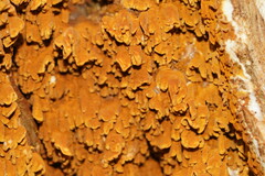 Serpula himantioides