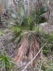 Macrozamia riedlei