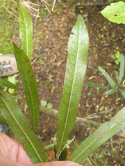 Elaeocarpus dentatus