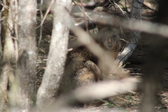 Thylogale billardierii