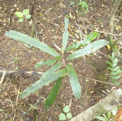 Elaeocarpus dentatus