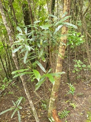 Elaeocarpus dentatus