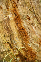 Serpula himantioides