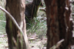 Thylogale billardierii