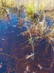 Beckmannia syzigachne