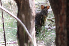 Thylogale billardierii