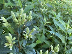 Lepidagathis formosensis