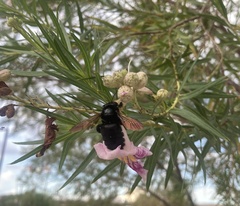 Xylocopa sonorina