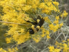 Bombus fraternus