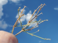 Fagonia laevis