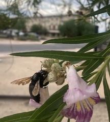 Xylocopa sonorina