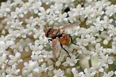 Gymnoclytia