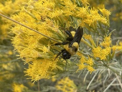 Bombus fraternus