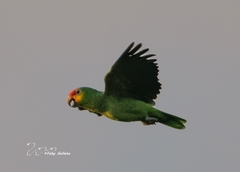 Amazona autumnalis